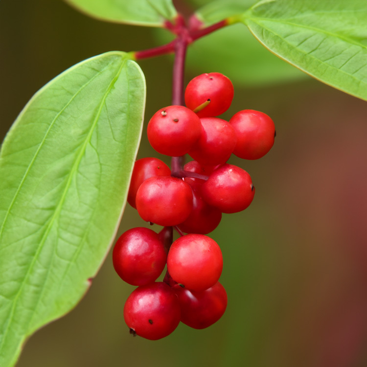 Aurora Berryの画像